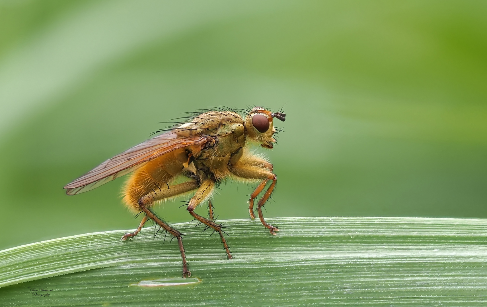 Gelbe Dungfliege