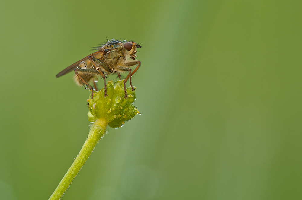 Gelbe Dungfliege die Zweite