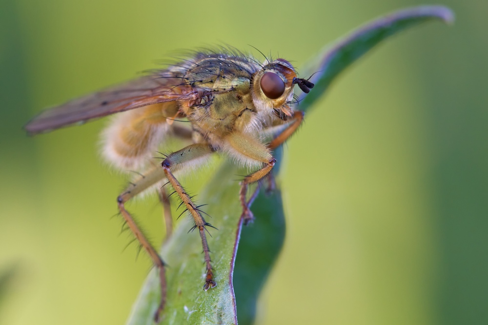 gelbe Dungfliege