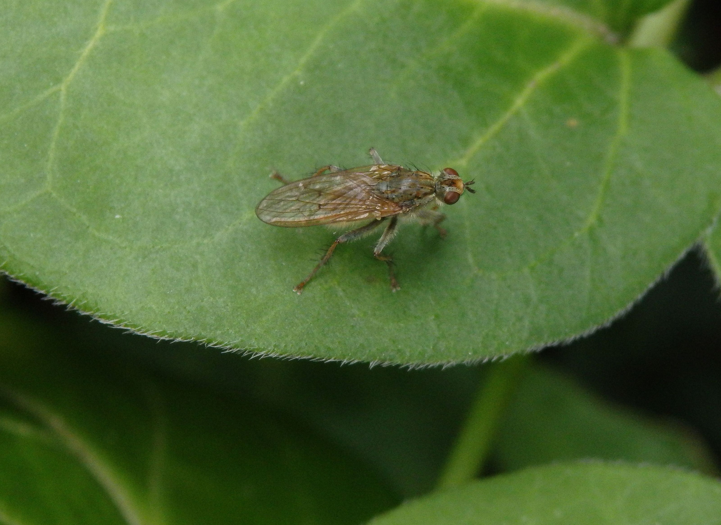 Gelbe Dungfliege oder Gemeine Kotfliege (Scathophaga stercoraria)