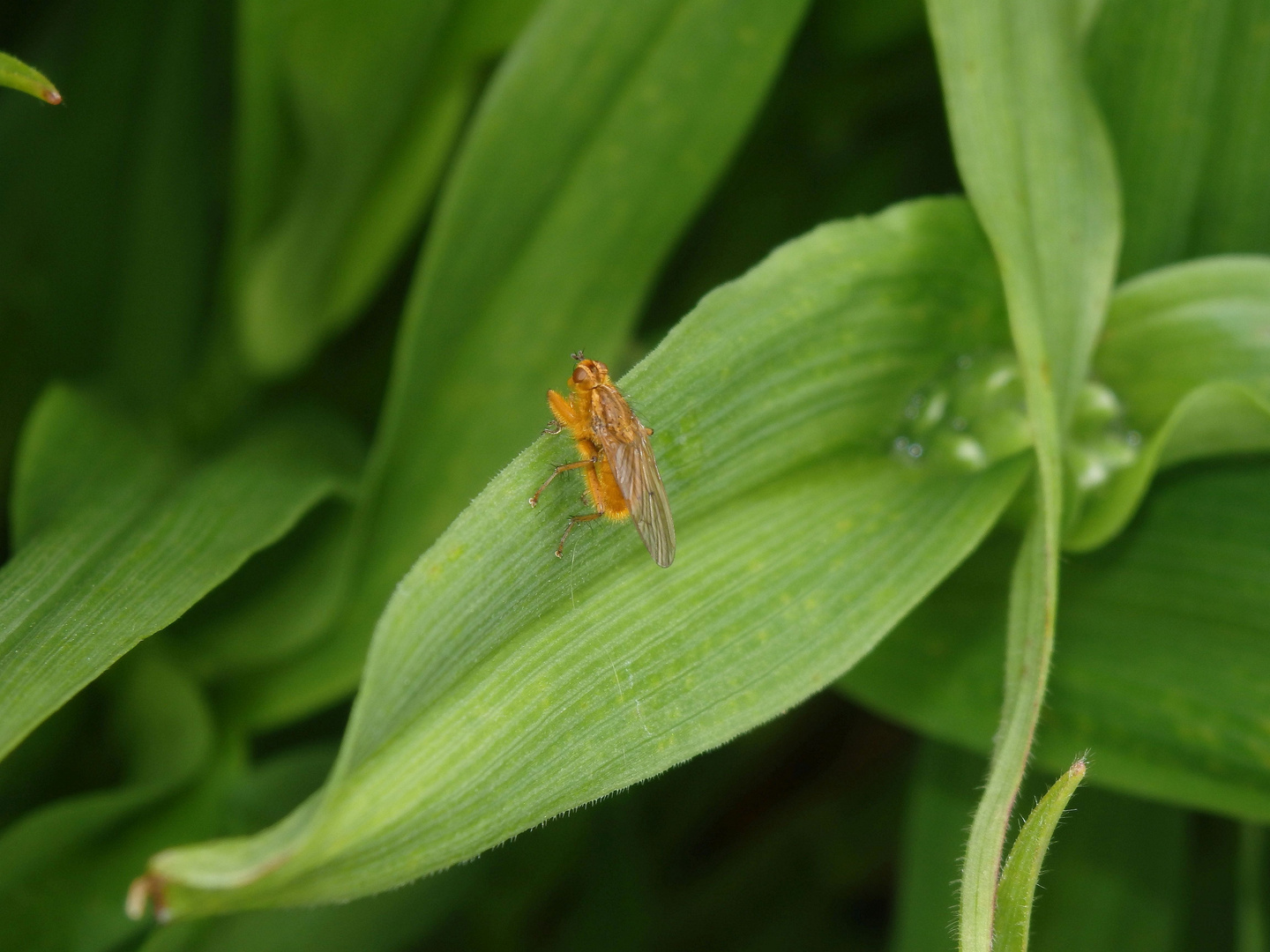 Gelbe Dungfliege oder Gemeine Kotfliege (Scathophaga stercoraria)