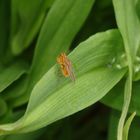 Gelbe Dungfliege oder Gemeine Kotfliege (Scathophaga stercoraria)