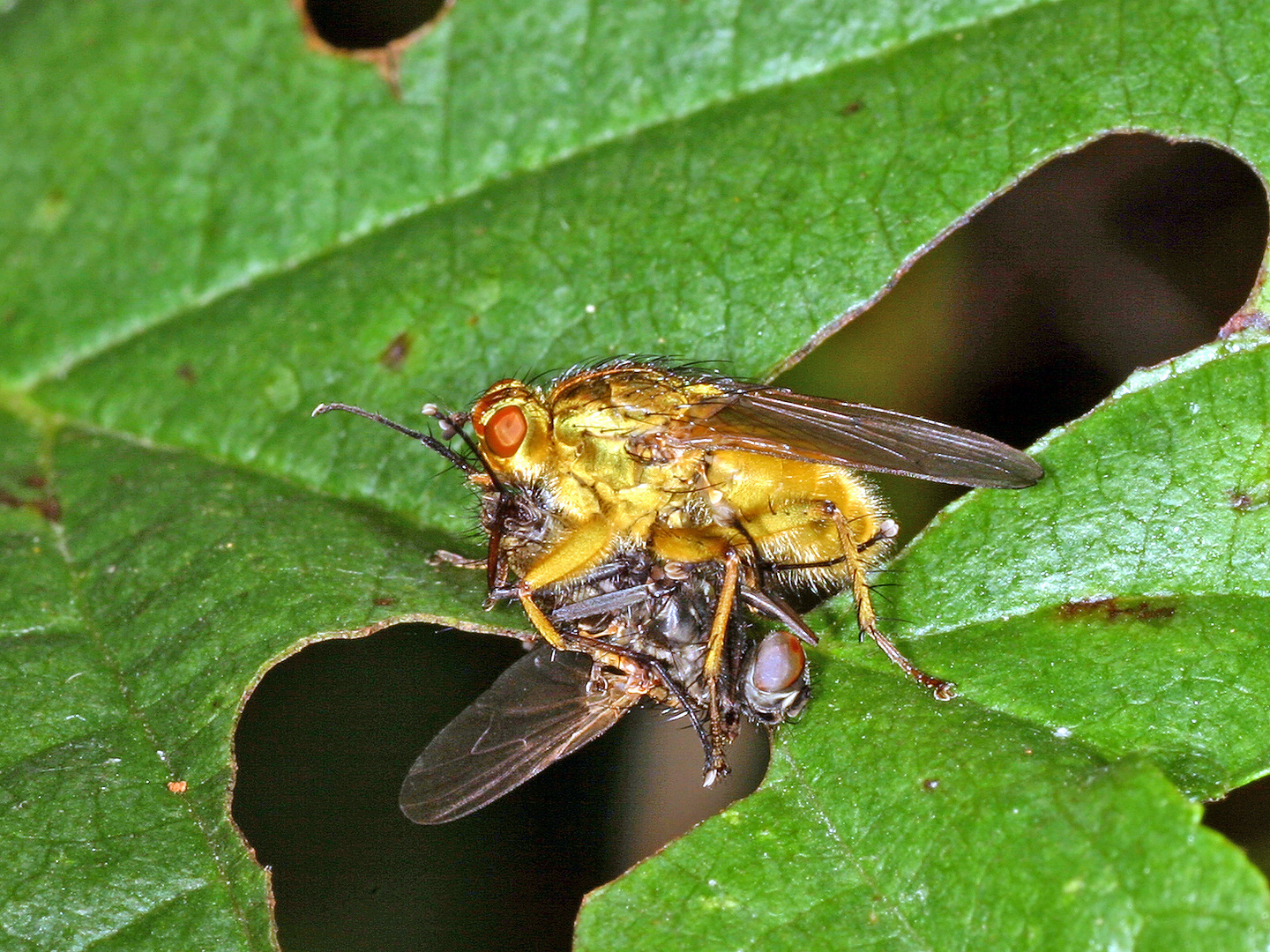 Gelbe Dungfliege oder Gemeine Kotfliege (Scathophaga stercoraria)....