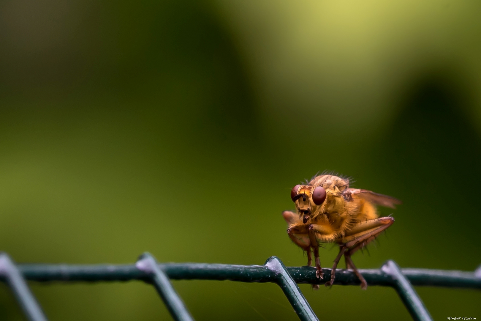 Gelbe Dungfliege (Scathophaga stercoraria)