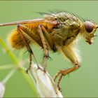 gelbe dungfliege ( scathophaga stercoraria )