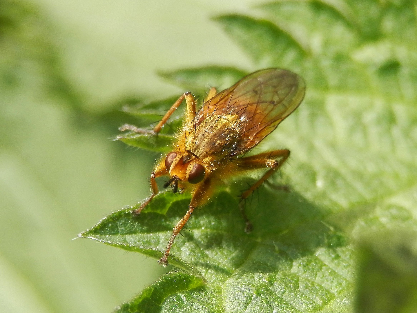 Gelbe Dungfliege (Scathophaga stercoraria)