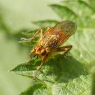 Gelbe Dungfliege (Scathophaga stercoraria)