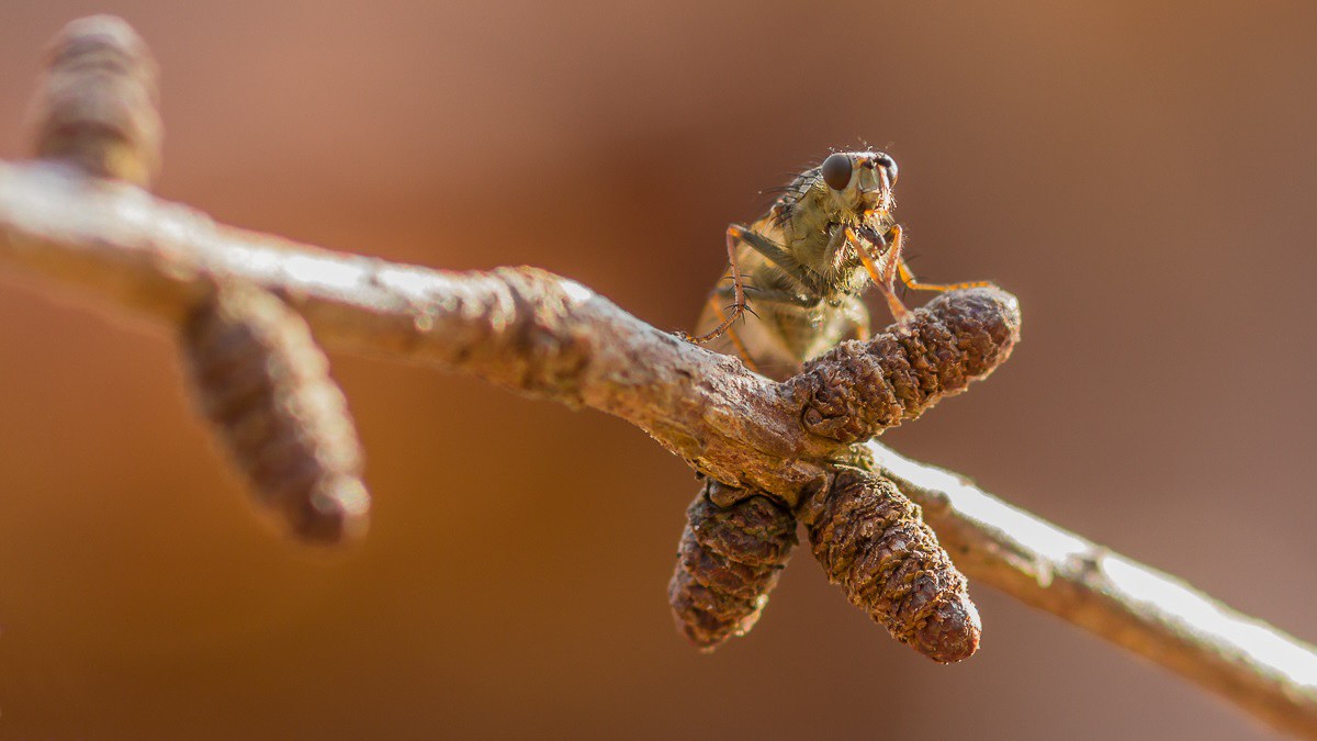 Gelbe Dungfliege (Scathophaga stercoraria)