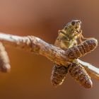 Gelbe Dungfliege (Scathophaga stercoraria)