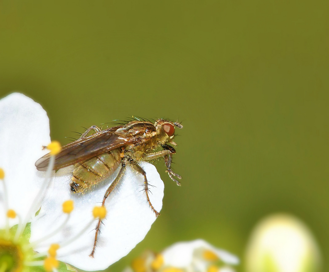 Gelbe Dungfliege Scathophaga stercoraria