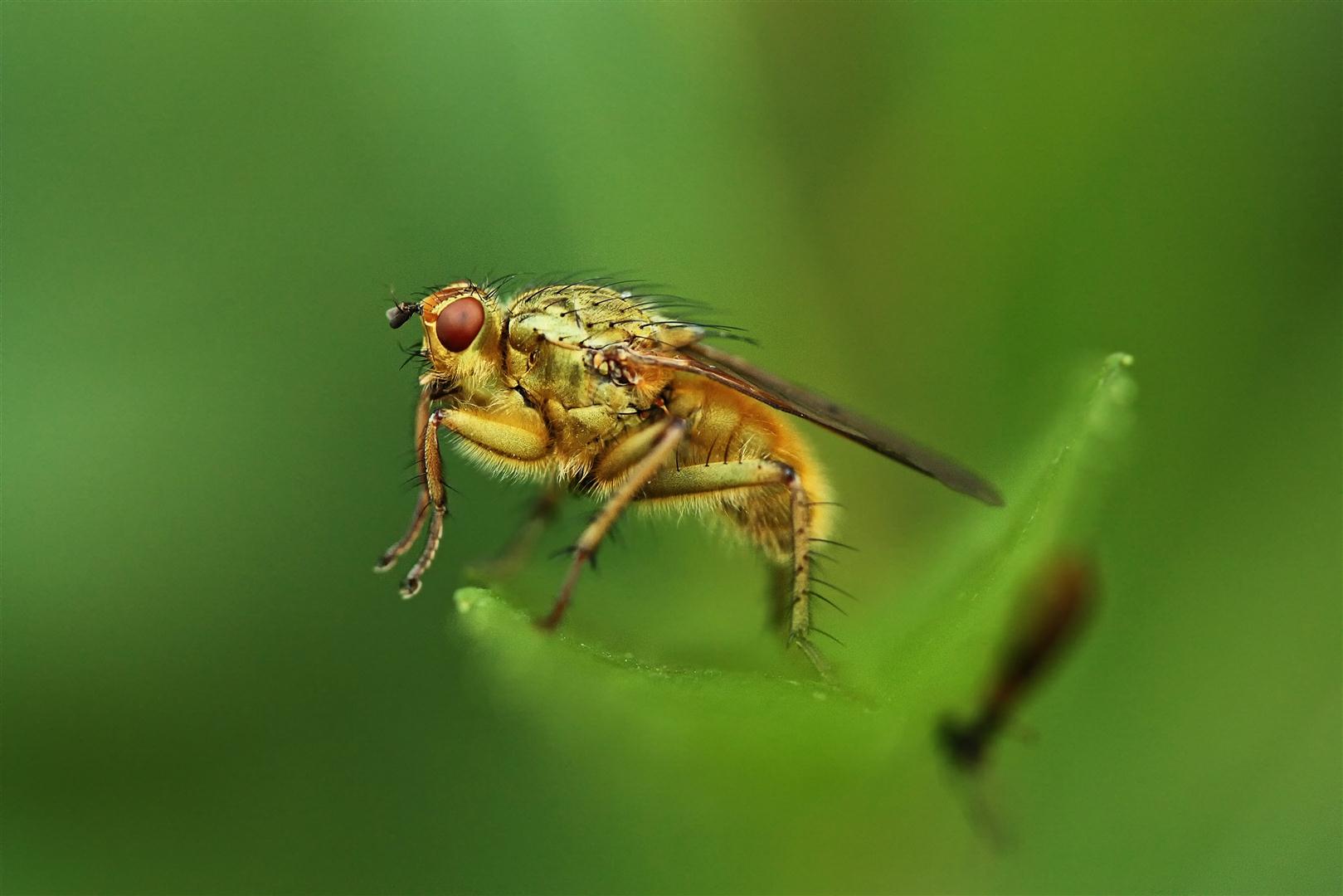 Gelbe Dungfliege (Scathophaga stercoraria)