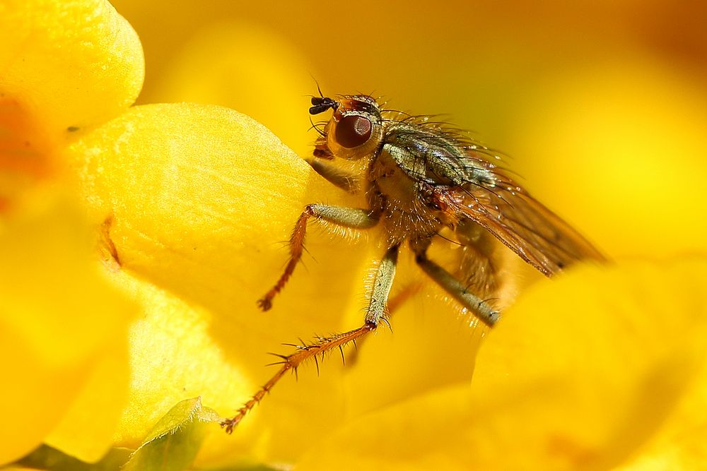 Gelbe Dungfliege (Scathophaga stercoraria) in Forsysthie