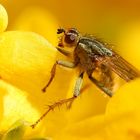 Gelbe Dungfliege (Scathophaga stercoraria) in Forsysthie