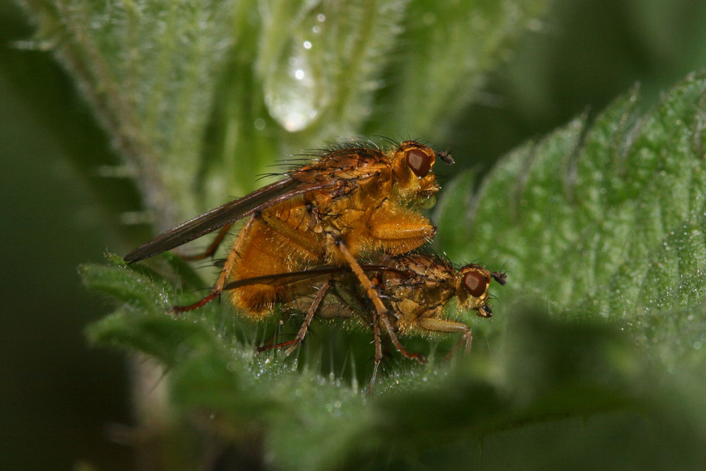 Gelbe Dungfliegen