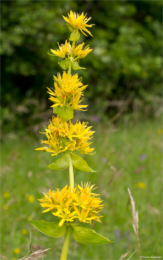 Gelbe Enzian (Gentiana lutea)