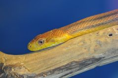 Gelbe Erdnatter (Pantherophis obsoletus quadrivittatus)