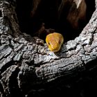 Gelbe Erdnatter - Rat Snake (Elaphe absoleta)