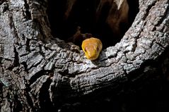 Gelbe Erdnatter - Rat Snake (Elaphe absoleta)