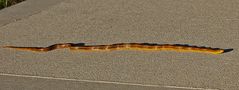 Gelbe Erdnatter - Rat Snake (Elaphe absoleta)...