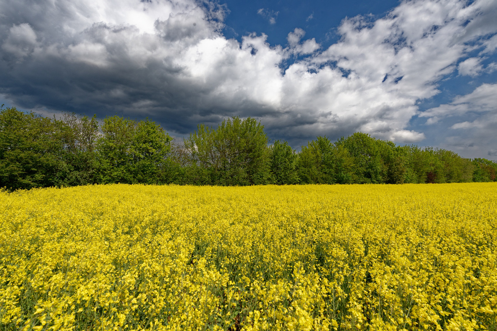 Gelbe Felder bei schönem Himmel