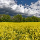 Gelbe Felder bei schönem Himmel