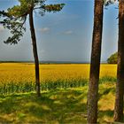 Gelbe Felder, blauer Himmel, grüne Wälder 