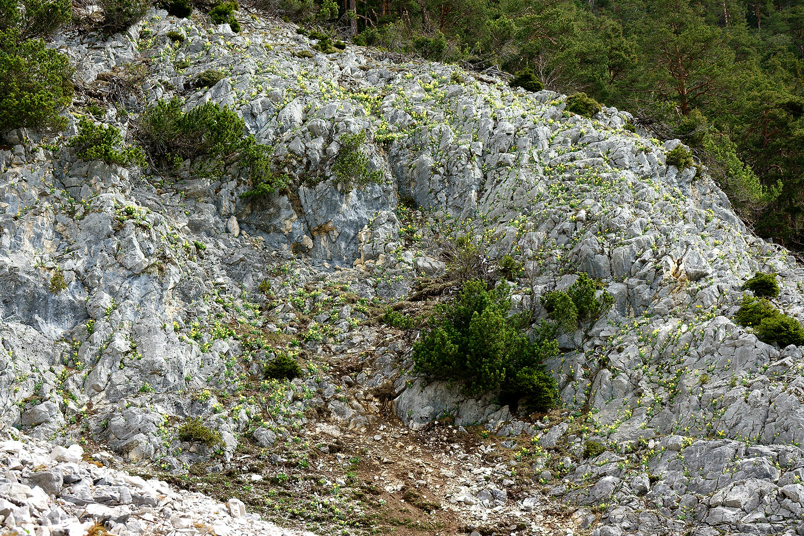 "gelbe" Felsen