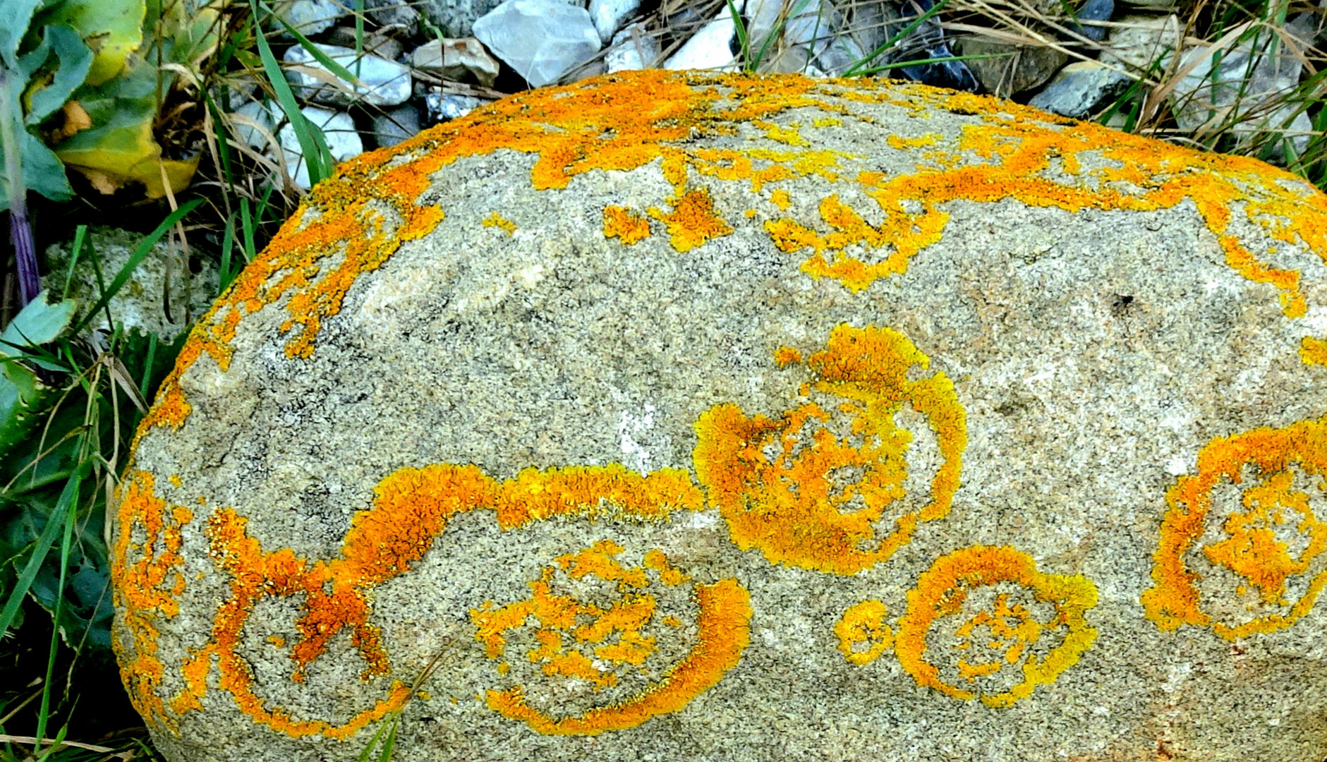 Gelbe Flechten auf Stein - Xanthoria parietina?