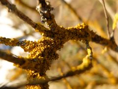 Gelbe Flechten im Sonnenlicht