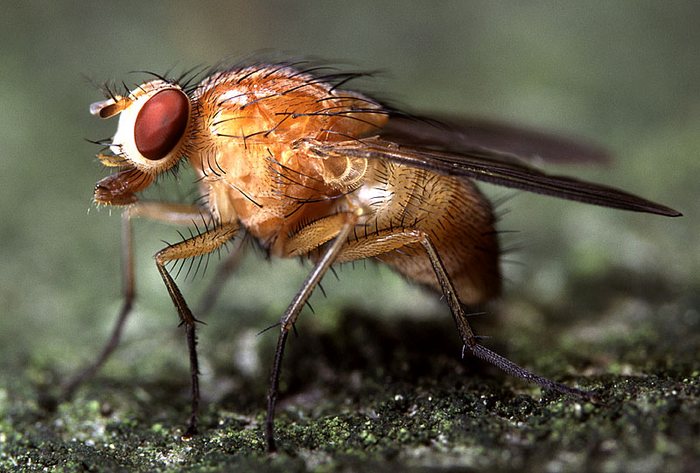 Gelbe Fliege Foto &amp; Bild tiere, wildlife, insekten Bilder auf