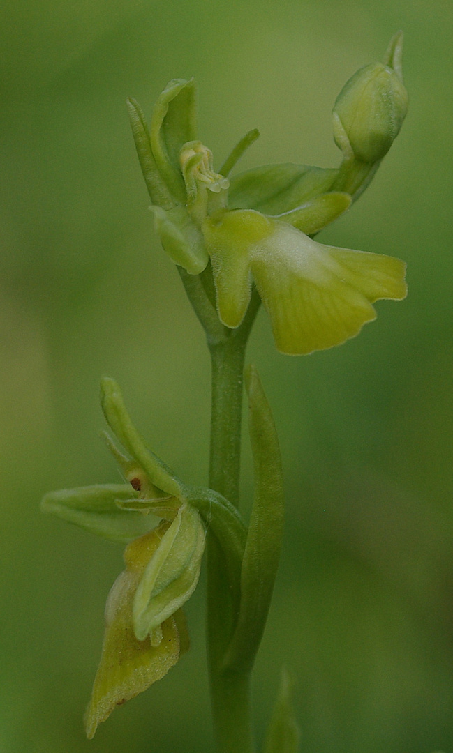 Gelbe Fliegen-Ragwurz (Ophrys musifera)