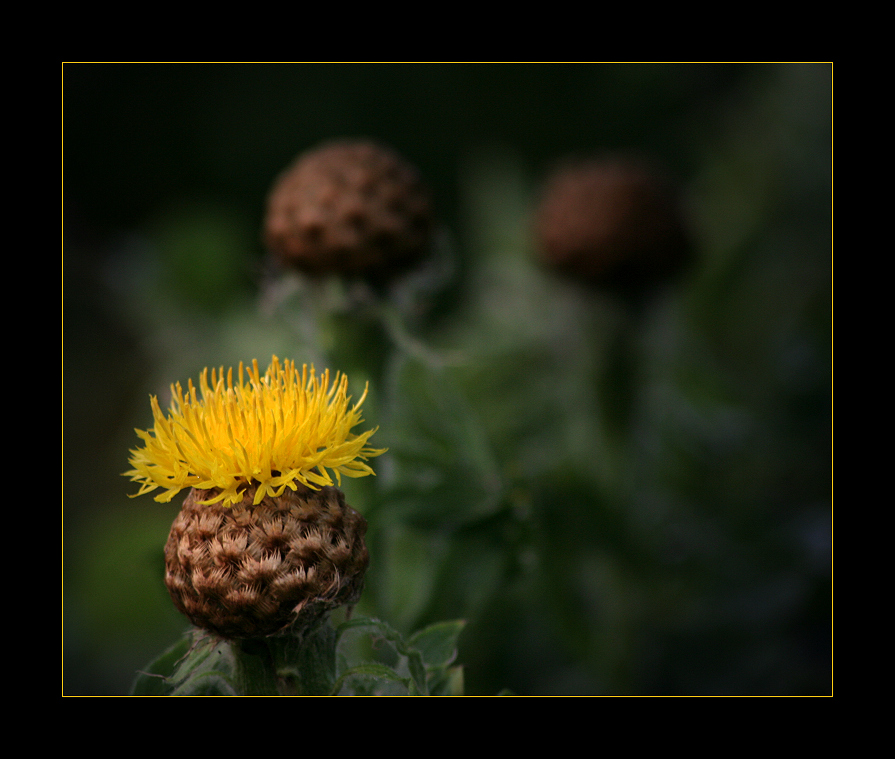 gelbe Flockenblume