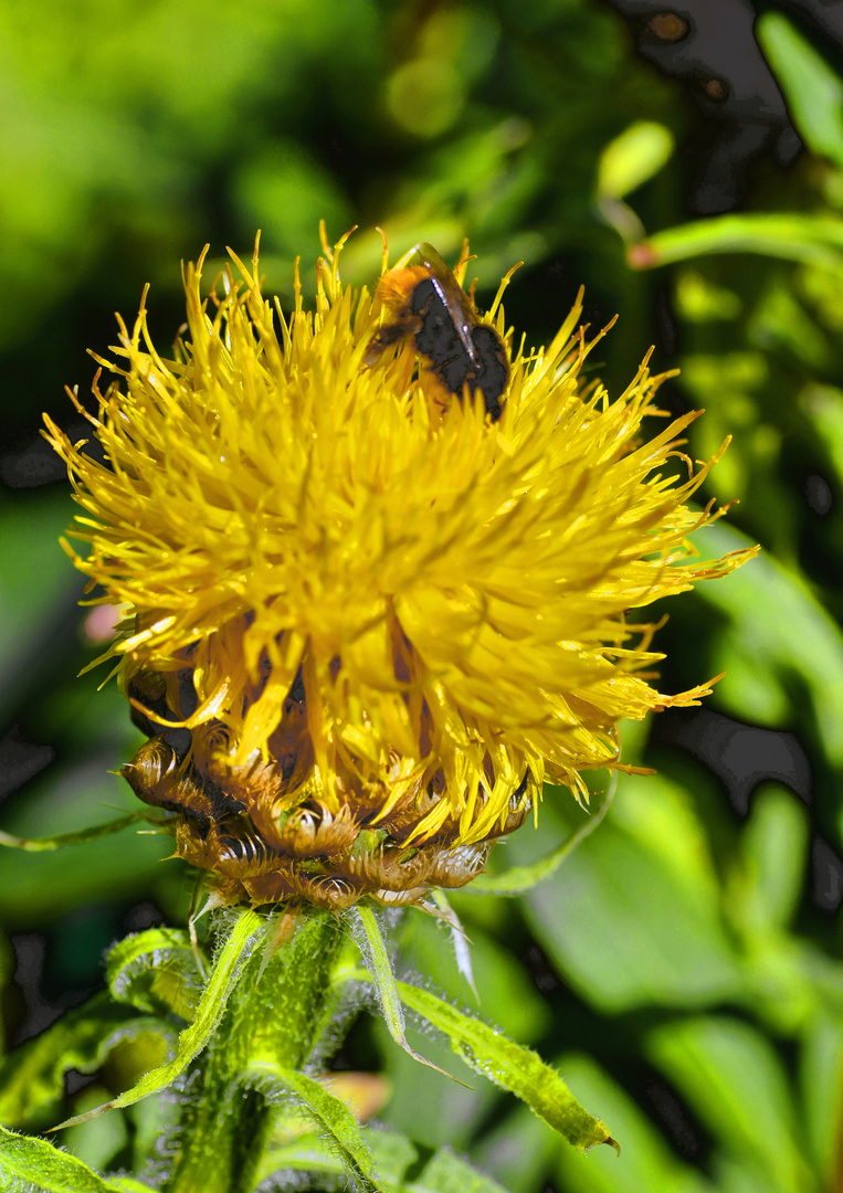 Gelbe Flockenblume