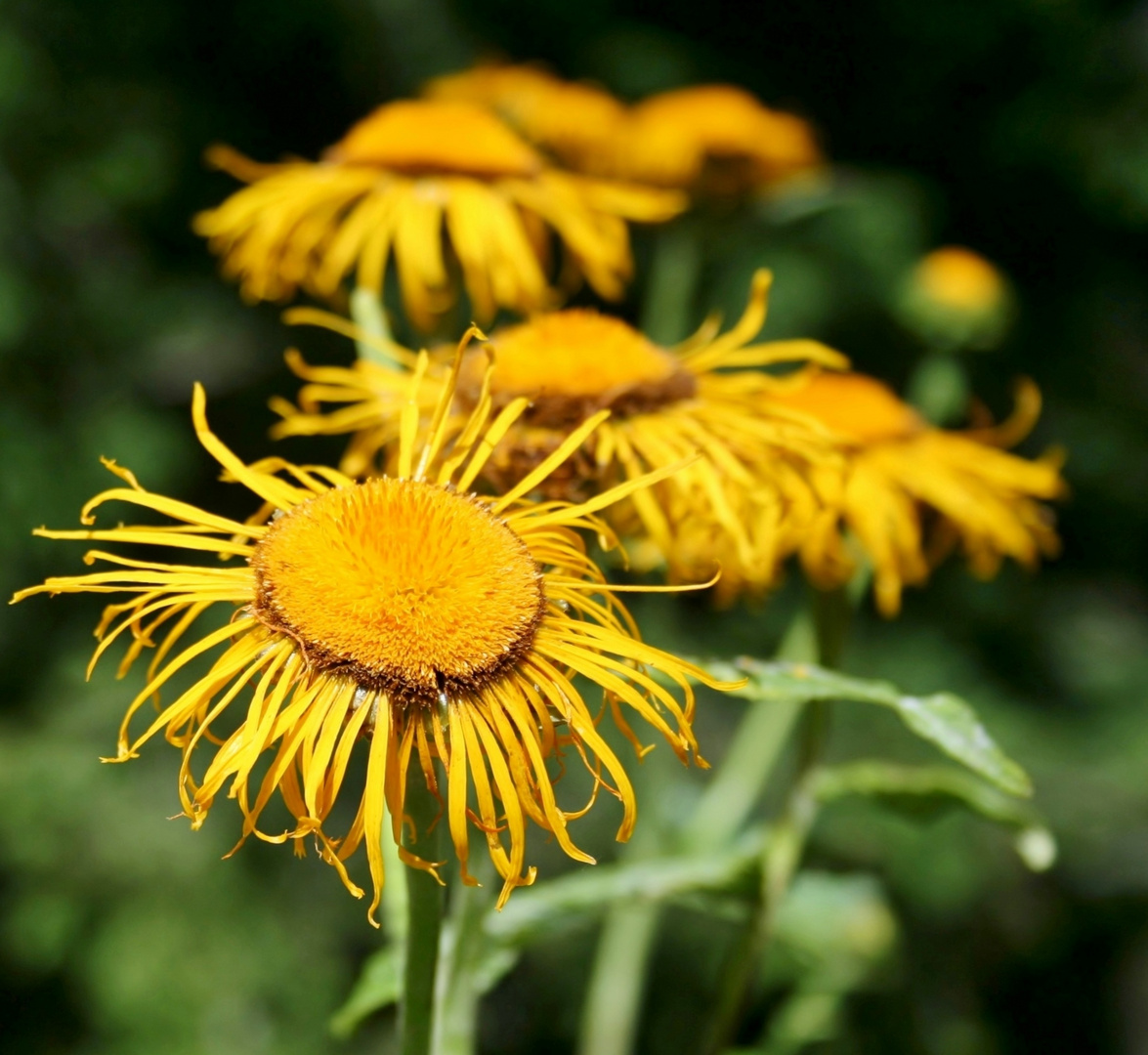 gelbe Fransenblume