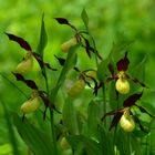 Gelbe Frauenschuh Cypripedium calceolus