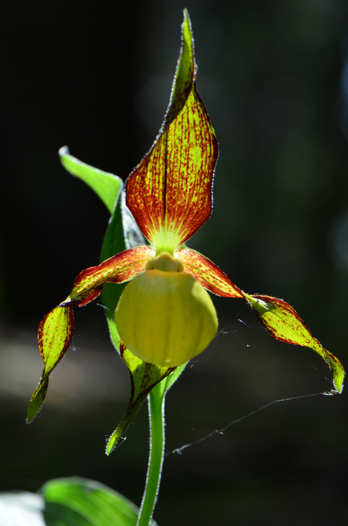 Gelbe Frauenschuh Cypripedium calceolus