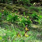 Gelbe Frauenschuh Cypripedium calceolus