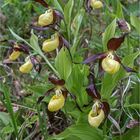 gelbe Frauenschuh Orchideen