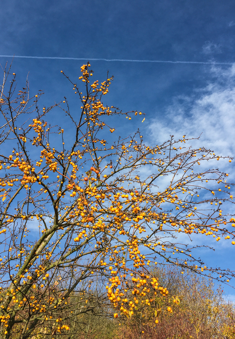 gelbe Frucht Foto & Bild pflanzen, pilze & flechten, früchte und beeren, frucht Bilder auf