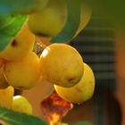 Gelbe Früchte