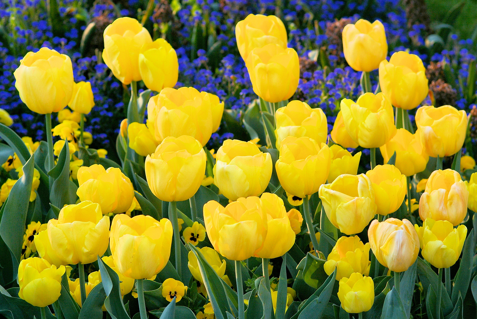 gelbe FrühjahrsPracht Foto & Bild pflanzen, pilze & flechten, blüten