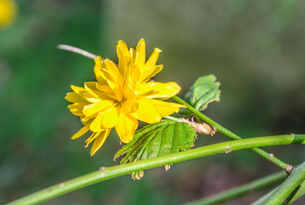 gelbe Frühjahrsblüten