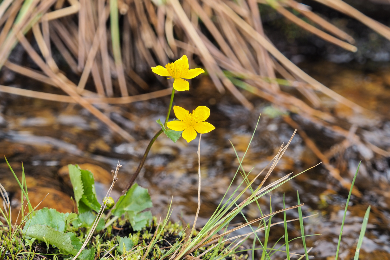 gelbe Frühlingsblume