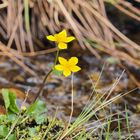 gelbe Frühlingsblume