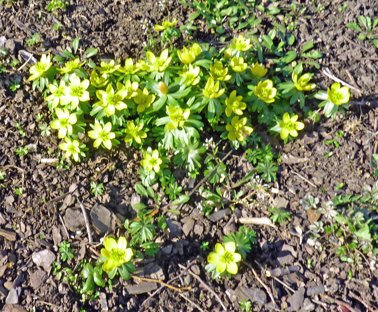 Gelbe Frühlingsblumen