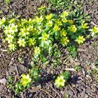 Gelbe Frühlingsblumen