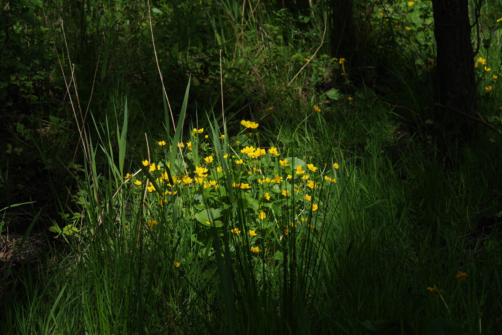 Gelbe Frühlingsinsel