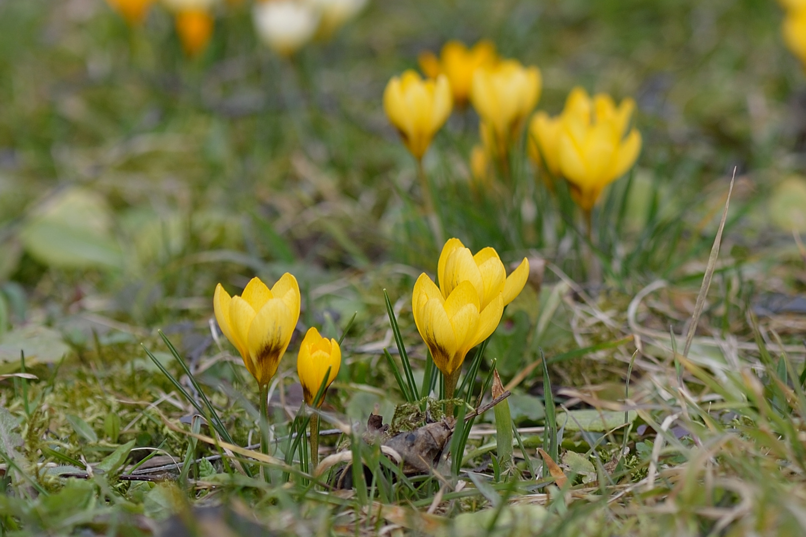 Gelbe Frühlingsschönheit