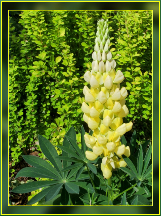 Gelbe GartenLupine Foto & Bild pflanzen, pilze & flechten, blüten