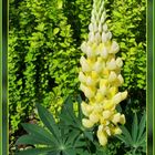 Gelbe Garten-Lupine